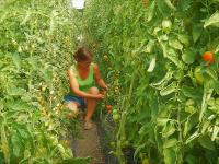 Ernte im Tomatenhaus