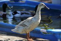 Ente