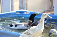 Ente