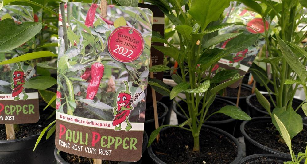 Pauli Pepper