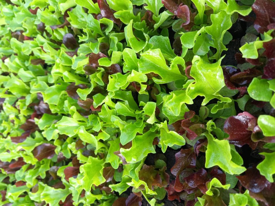 Schnittsalat (Babyleaf)